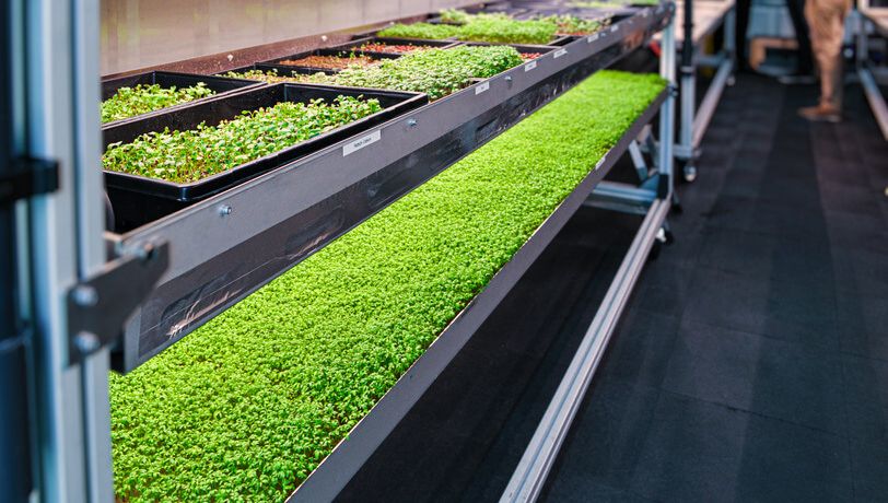 Indoor Farming Lebensmittel